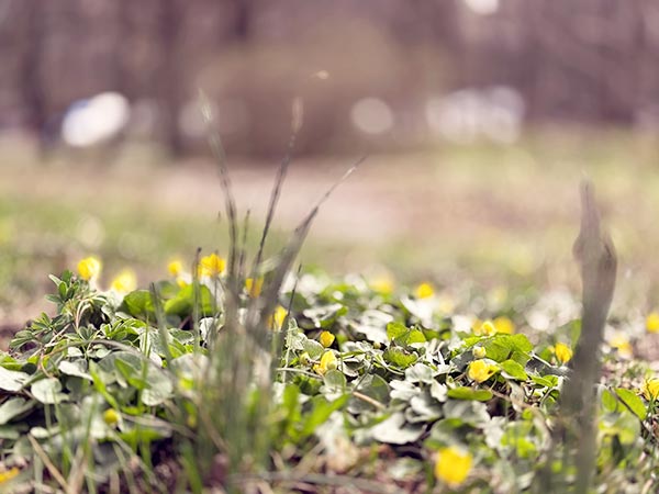 KLARA PSYKIATRI - Vårblommor
